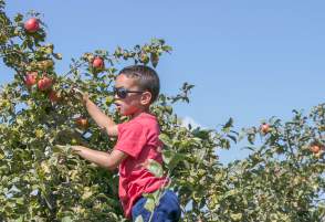 Apples_KyleKlein_KKP17579