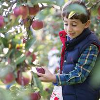 Young Boy in Vest Smiles and Picks Red Apples off Tree Branches