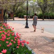 Tulips bloom in Franklin Square with woman walking dog