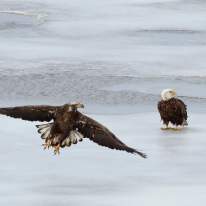 2 bald eagles on the shores of Onondaga Lake
