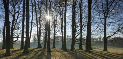 Trees in Petworth Park