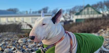 an english bull terrier on Selsey beach