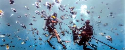 scuba divers underwater, surrounded by fish