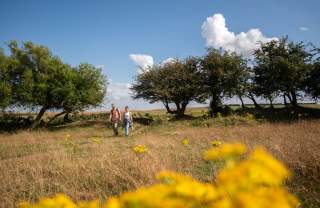 A couple walking through the Lincolnshire Wolds, with flowers in the forefront and blue skies overhead.