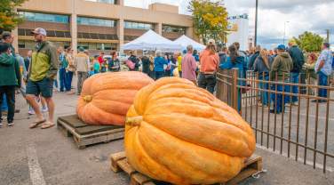 large pumpkins competing at the great downtown pumpkin festival in rapid city, sd