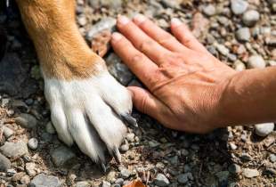 Guía Pet Friendly - Fuengirola