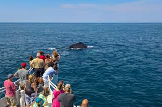 Whalewatching