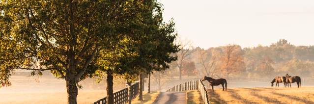 Fall morning with horses in field
