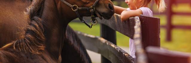 Kid touching a horse.