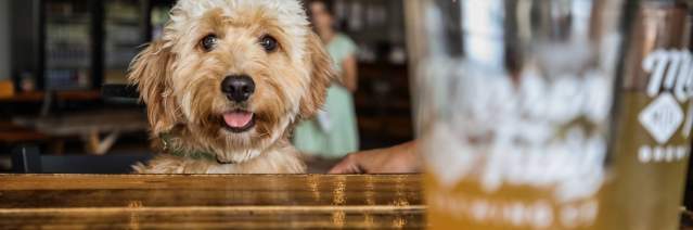 Dog sitting at table looking at the camera