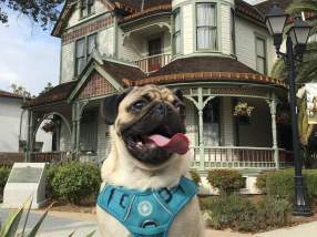 Elias the pug sitting in front of the historic Woelke‑Stoffel House in Anaheim, featuring a Victorian-style home with ornate trim, a wraparound porch, and landscaped grounds.