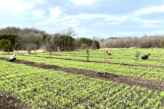 Urban Roots farm in southeast Austin Texas