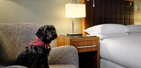 A black fluffy do in a hotel room.