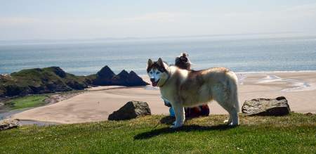 A dog and a woman with Three Cliffs bay in the background