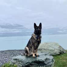 dog hiking