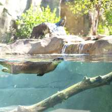 North American River Otter Exhibit at Fort Wayne Children's Zoo