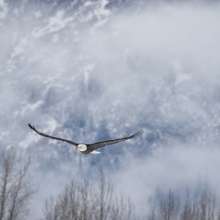 Eagle soaring above Chilkat River