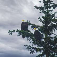 Male and Female Eagle sitting in a tree by the river