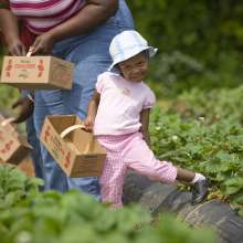 Strawberry picking at Patterson Farms