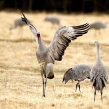 Crane birds in a field