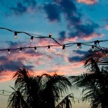 Nightlife_lights-in-palmtrees