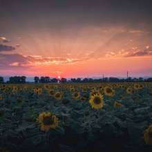 Sunflower Sunset ajipsen