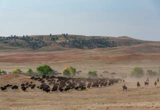 A herd of bison runs across a dusty plain with cowboys on horseback guiding them. Rolling hills, scattered trees, and distant vehicles are in the background.