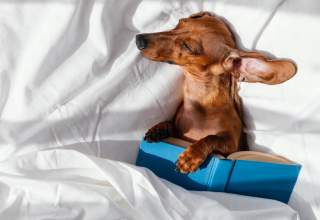 Pet-friendly hotels in Houston