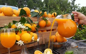 The Showcase of Citrus oj pour