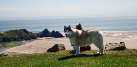 A dog and a woman with Three Cliffs bay in the background