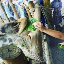 Things to Do - Attractions - Petting Zoos