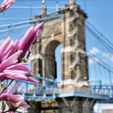 Image is of a purple flower blooming in spring with the Roebling bridge in the background.