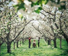 Blossoms_at_Rose_Hill_Orchard_5_ (cropped) [website footer - spring]