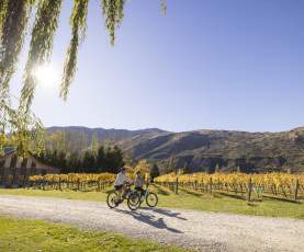 A man and woman biking in Kinross Winery, Gibbston with vines and mountains in the background