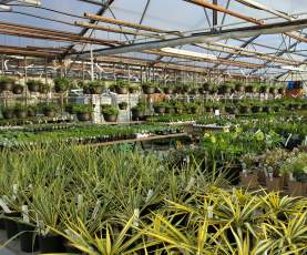 The inside of the Green Thumb Garden Centre greenhouse.