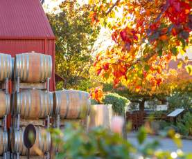 Barrels of wine stacked outside a rustic red building at Gibbston Valley Winery, surrounded by vibrant autumn foliage in warm orange and yellow hues.