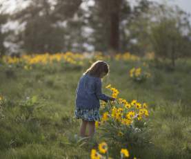 Knox Mountain Arrowleaf Balsamroot Flowers 1