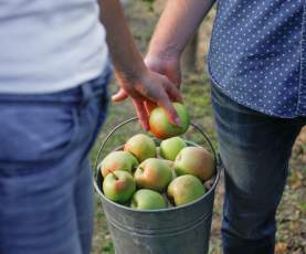 Wards Cider Bucket of Apples