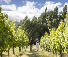 A couple walking down a row of vines at Amisfield