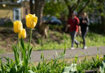 Three yellow tulips perk up along a sidewalk. A couple of people are walking on the sidewalk in the background.