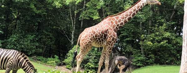 NC Zoo Giraffe