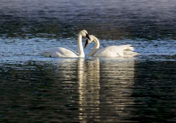 Swans in Anchorage