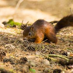 Formby Red Squirrel