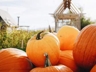 Pumpkins @ Red Acre - Wyatt Larsen