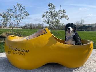 Dog Friendly: Bring Your Best Friend Along to Holland