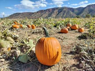 Judd Pumpkin Patch