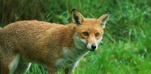 British Wildlife Centre Fox