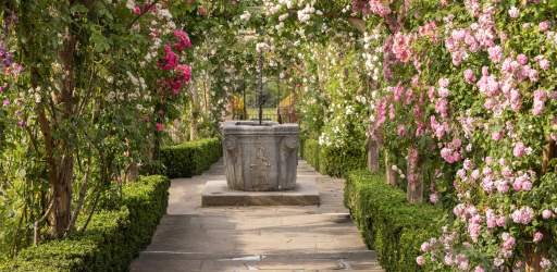 Re-Rambling the Roses the restoration of Polesden Lacey’s historic pergola