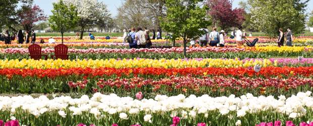 Tulips in rows at Velheer Tulip Gardens