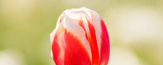 Tulip Close Up